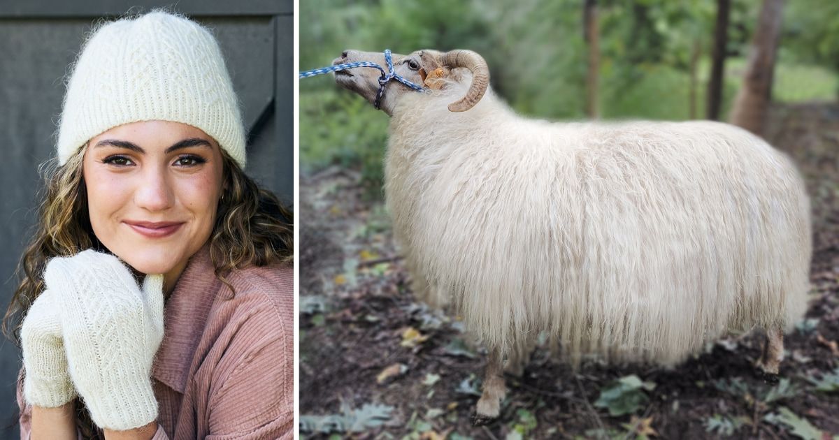 Mona the Icelandic sheep and projects made from her wool