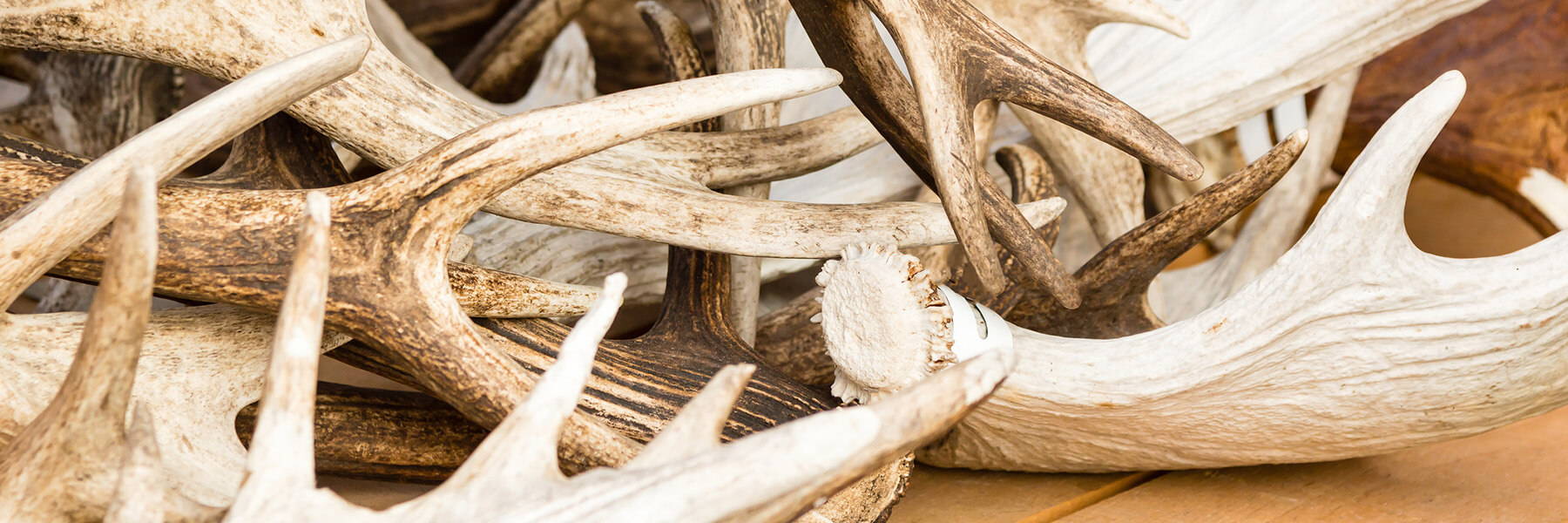 [VIDEO] How to Send us Your Antler for a Custom Ring