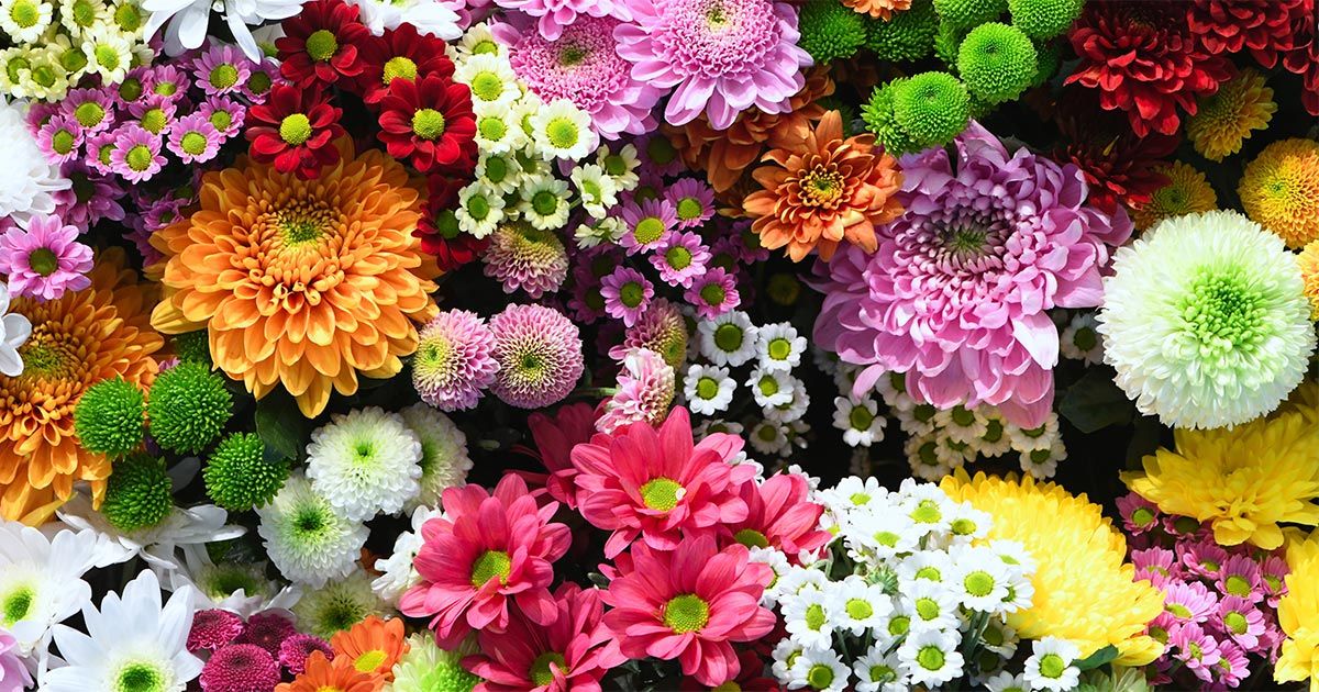 Assortment of flowers. Image from Adobe Stock.