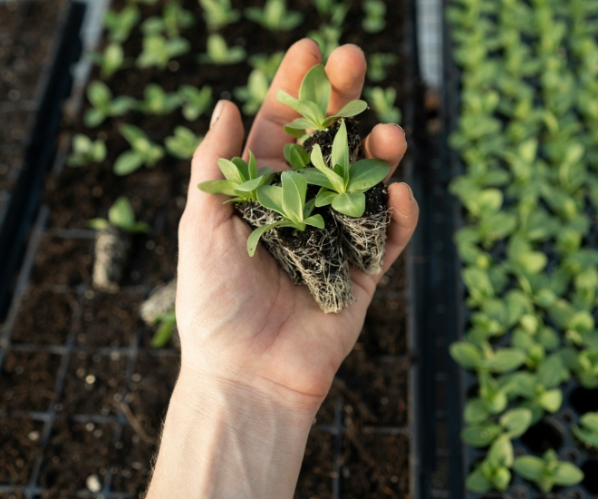 家庭水培园艺的 8 大好处