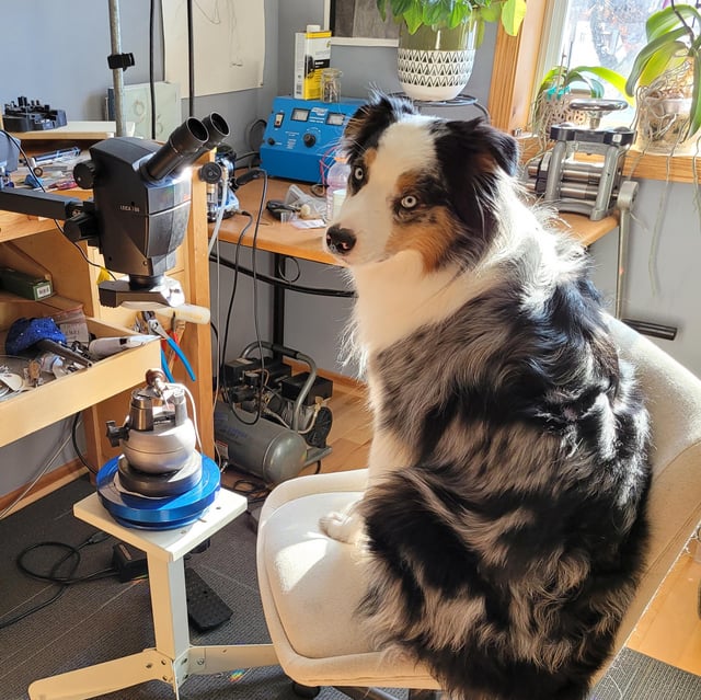 你觉得珠宝店里的狗怎么样？