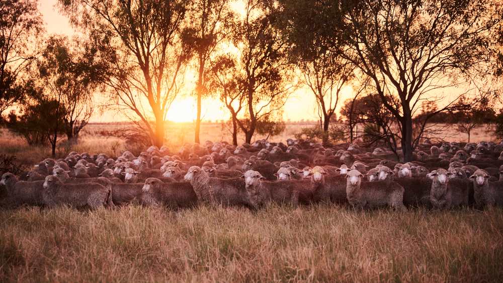 Sheeps in Australia