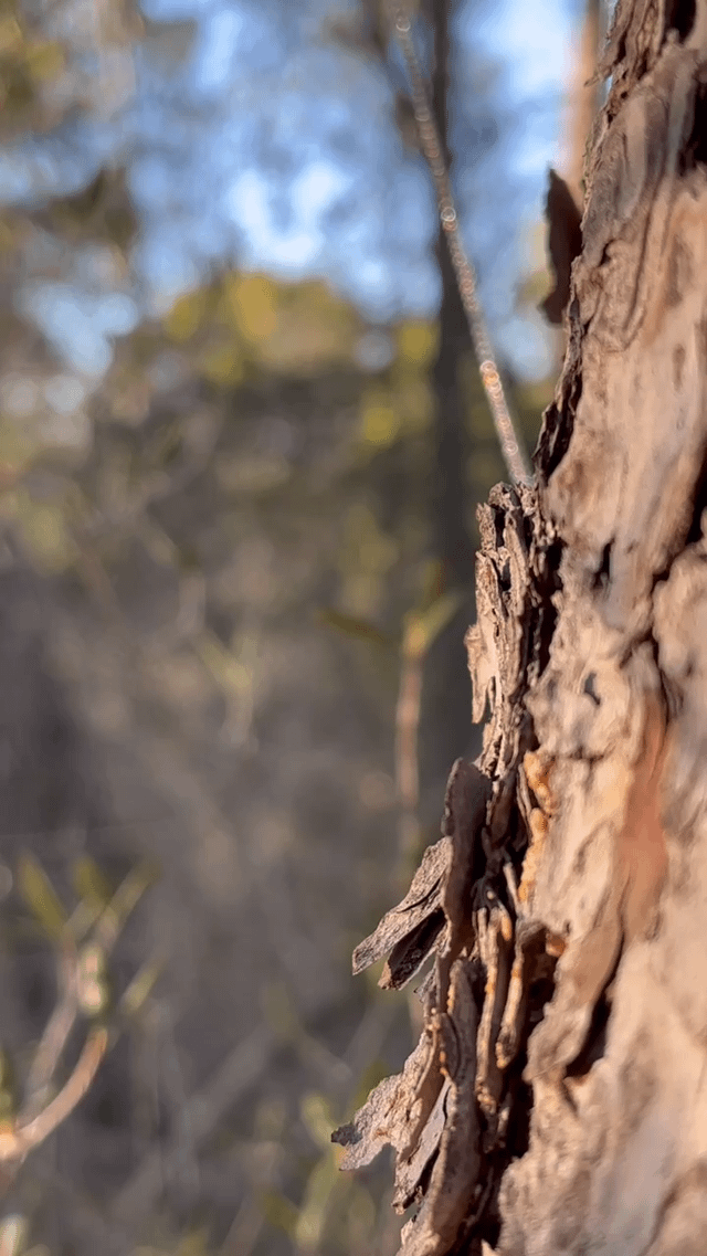 我的朋友刚刚完成了她的新系列。