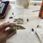 您需要坟墓上的帮助！