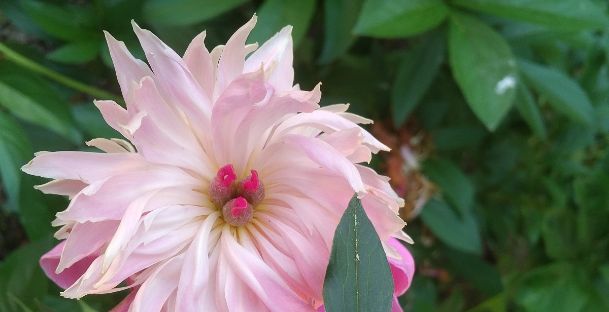 为充满鲜花的工作室创作花卉珠宝设计 |珠宝