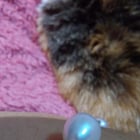 这些看起来是真的吗？