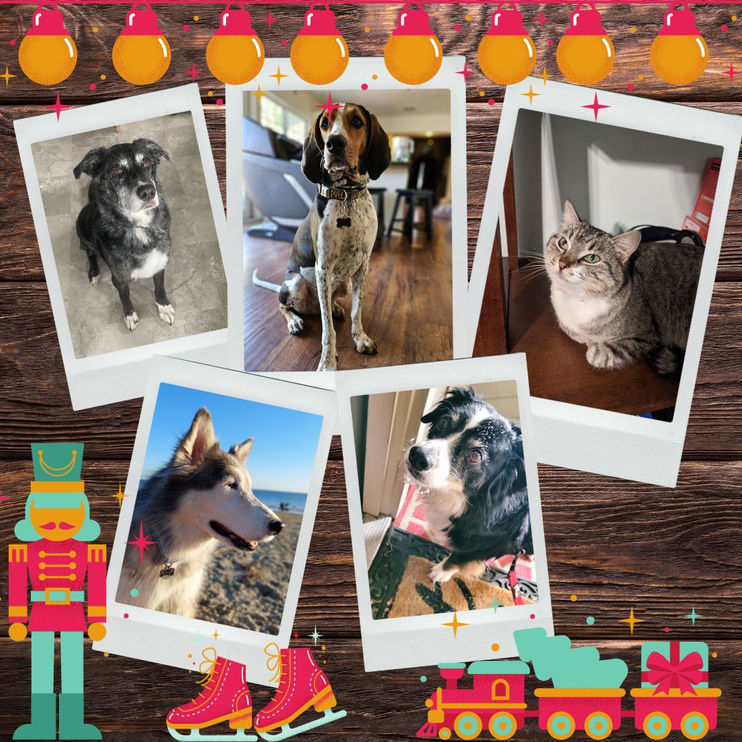 为您毛茸茸的亲人制作个性化礼物 — Beadaholique