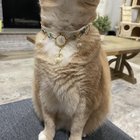 手工猫项圈/吊坠