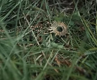 视频剪辑项圈识别帮助