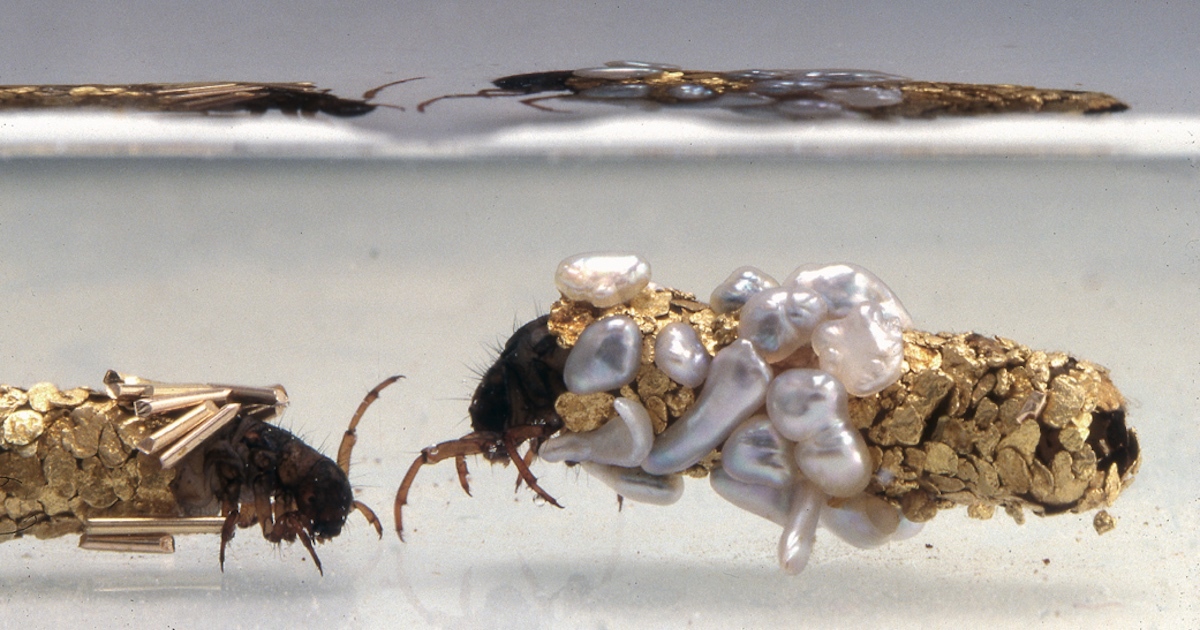 French Artist Hubert Duprat’s unique partnership with caddisfly larvae resulted in amazing gold-adorned cocoon-like cases. Credit: Hubert Duprat. This file is licensed under the Creative Commons Attribution-Share Alike 3.0 Unported license.