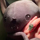 神秘但可爱。